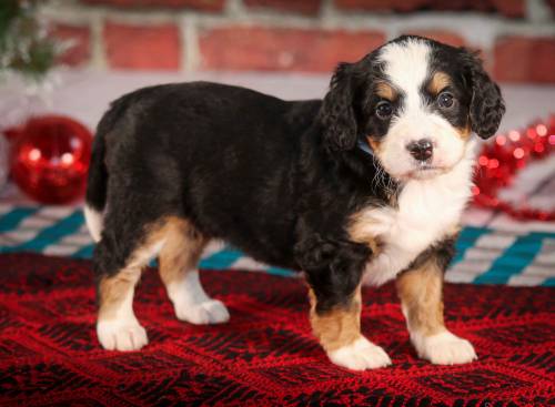 Savannah at 5 weeks old