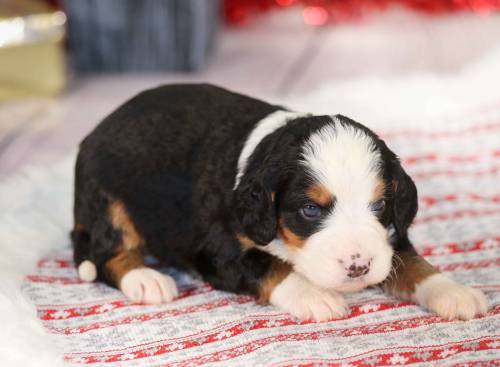 Scottie at 3 weeks old