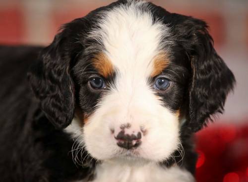 Scottie at 5 weeks old