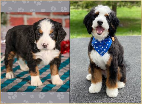 Scottie at 5 weeks old and at 18 months old