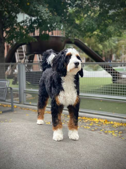 Scottie at 12 months old