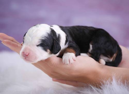 Scout at 3 days old