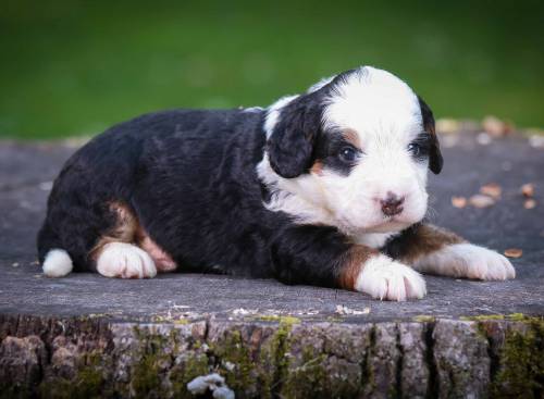 Scout at 3 weeks old