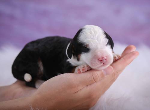 Scout at 3 days old