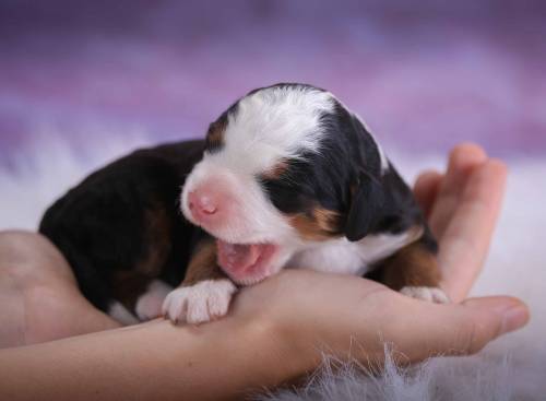 Spencer at 3 days old