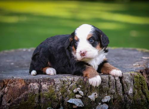 Spencer at 3 weeks old