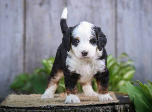 Scout at 5 weeks old