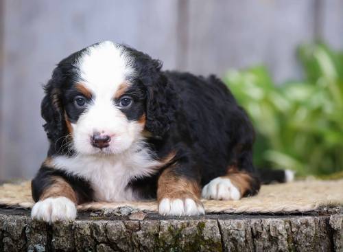 Spencer at 5 weeks old