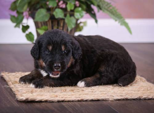 Buddy at 3 weeks old