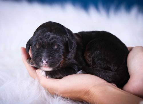 Buddy at 3 days old