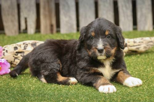 Corbin at 5 weeks old