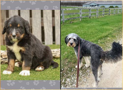 Corbin at 5 weeks old and at 24 months old