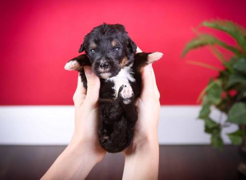 Gilbert at 3 weeks old