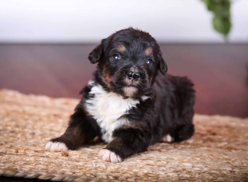 Gilbert at 3 weeks old