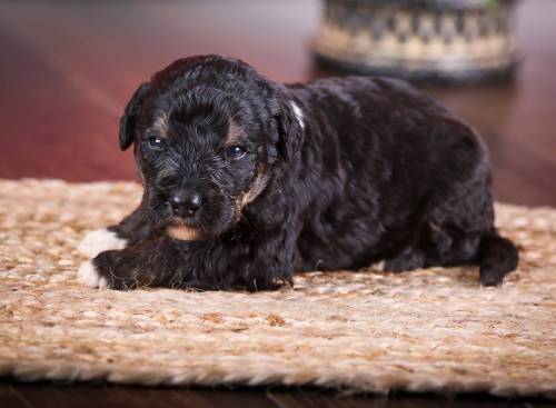 Grant at 3 weeks old