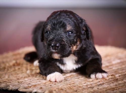 Grant at 3 weeks old