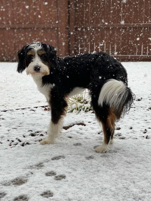 Seymore at 12 months old