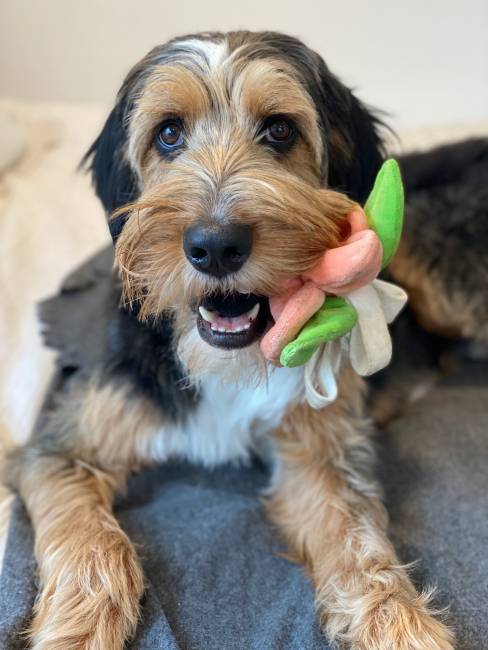 Skipper at 26 months old