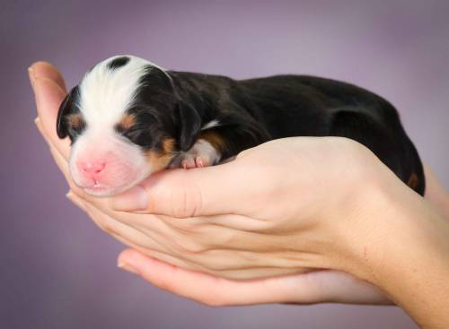 Kaya at 3 days old