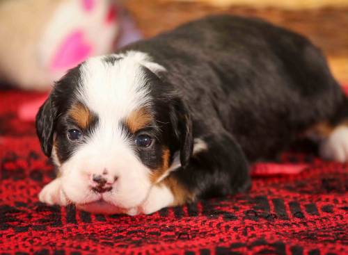 Kaya at 3 weeks old