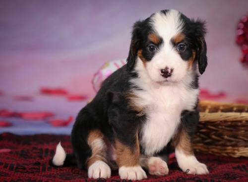 Kaya at 5 weeks old