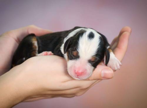 Kaya at 3 days old