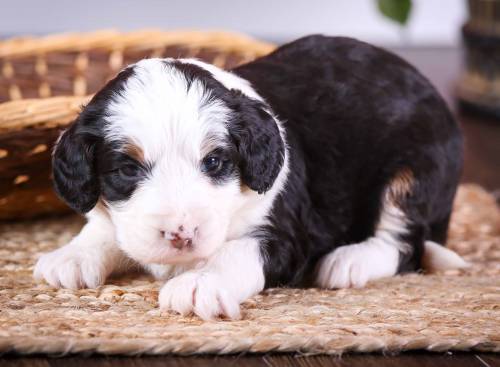 Lacie at 3 weeks old