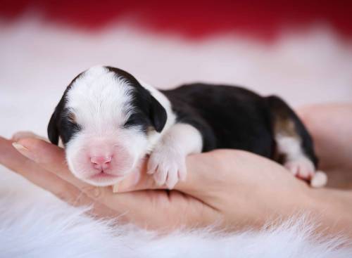 Lacie at 3 days old