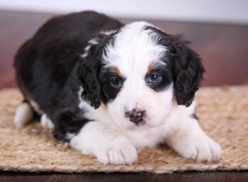 Lacie at 3 weeks old