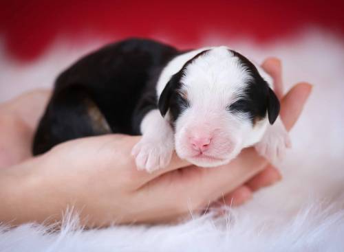 Lacie at 3 days old