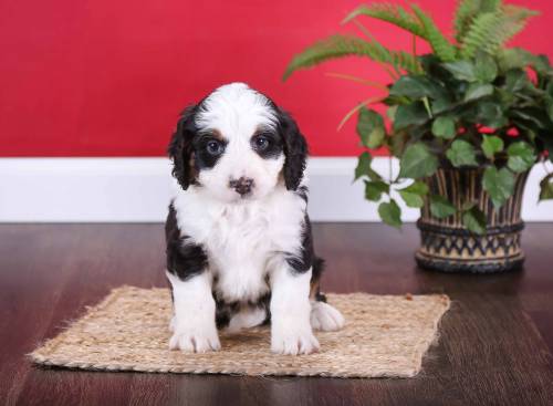 Lacie at 5 weeks old