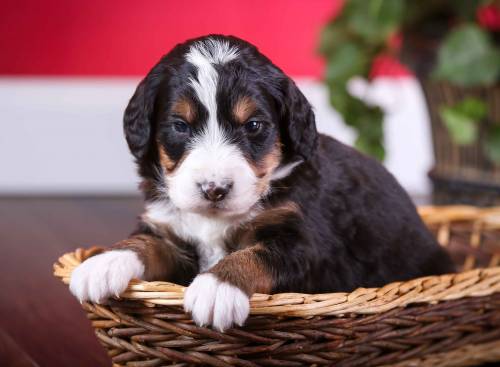 Lesco at 3 weeks old