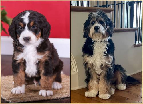 Lesco at 5 weeks old and at 12 months old