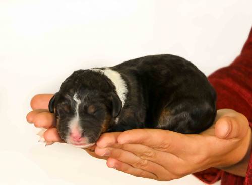 Lucky at 3 days old