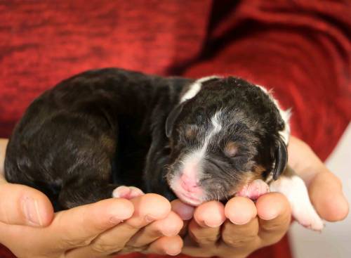 Lucky at 3 days old