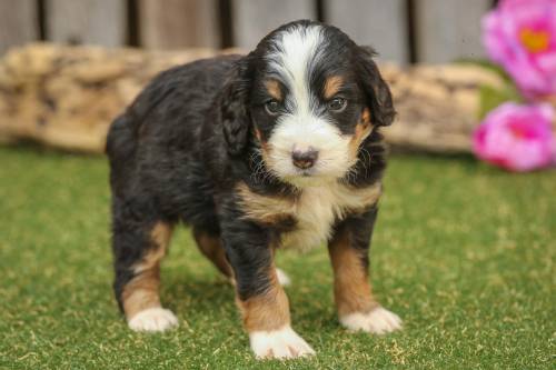 Morris at 5 weeks old