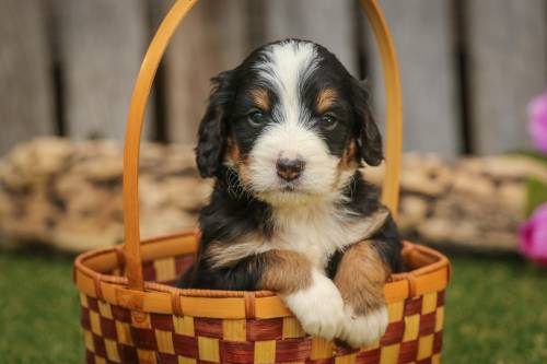 Morris at 5 weeks old