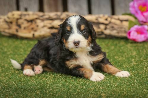 Morris at 5 weeks old