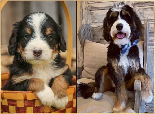 Morris at 5 weeks old and at 12 months old