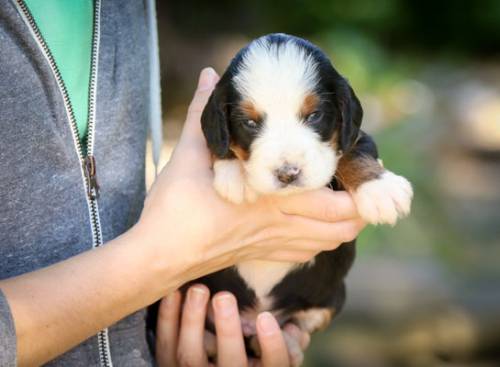 Rocky at 3 weeks old