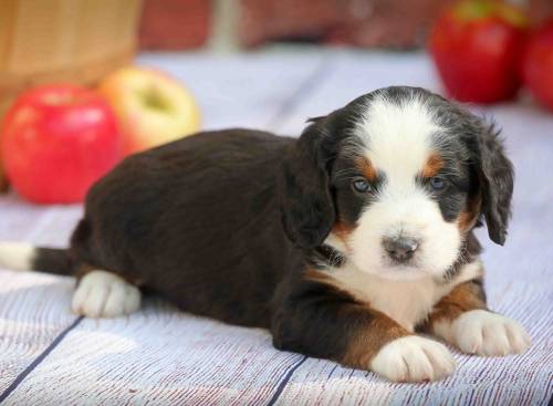 Rocky at 5 weeks old