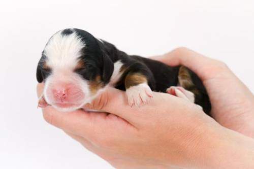 Rocky at 3 days old