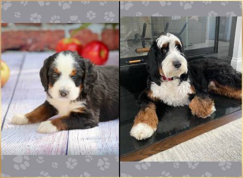 Rocky at 5 weeks old and at 12 months old