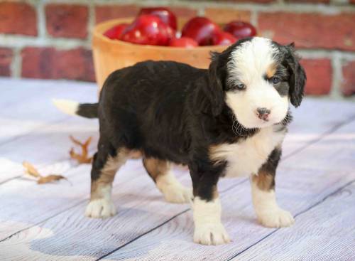 Rodger at 5 weeks old