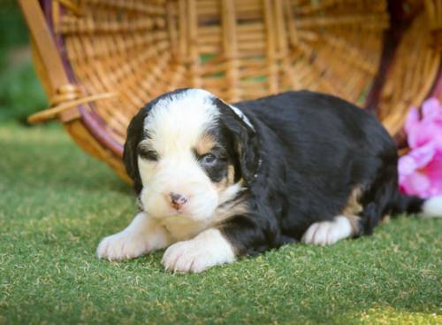 Rodger at 3 weeks old