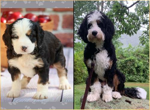 Rodger at 5 weeks old and at 12 months old