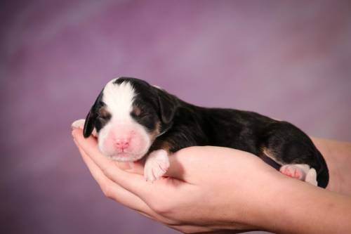 Sanjay at 3 days old