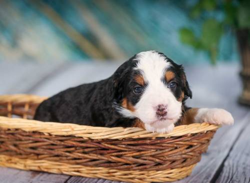 Saphira at 3 weeks old