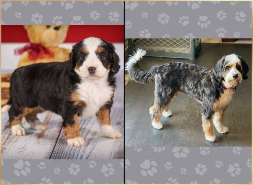 Saphira at 5 weeks old and at 12 months old