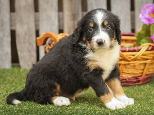 Scott at 5 weeks old